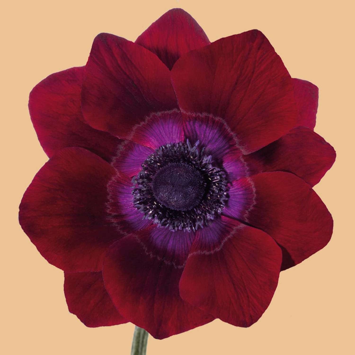 Anemone 'Mistral Bordeaux'